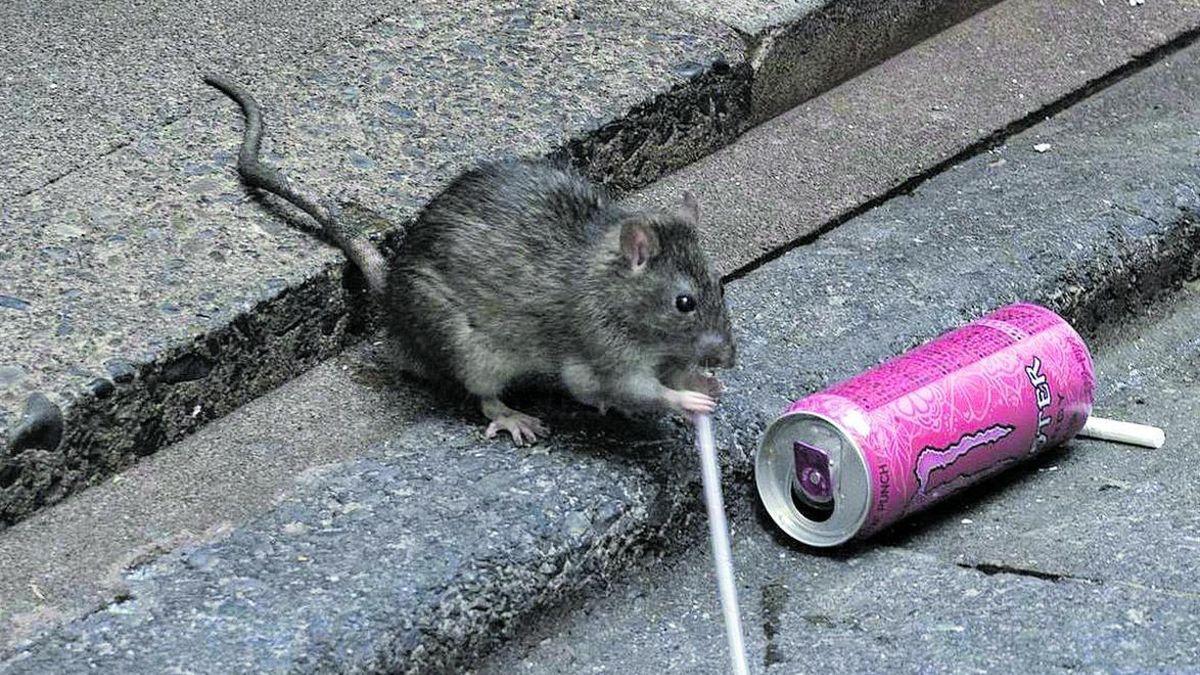 Ratas en el distrito de Carabanchel, y desde Cibeles ya trabajan para solucionarlo