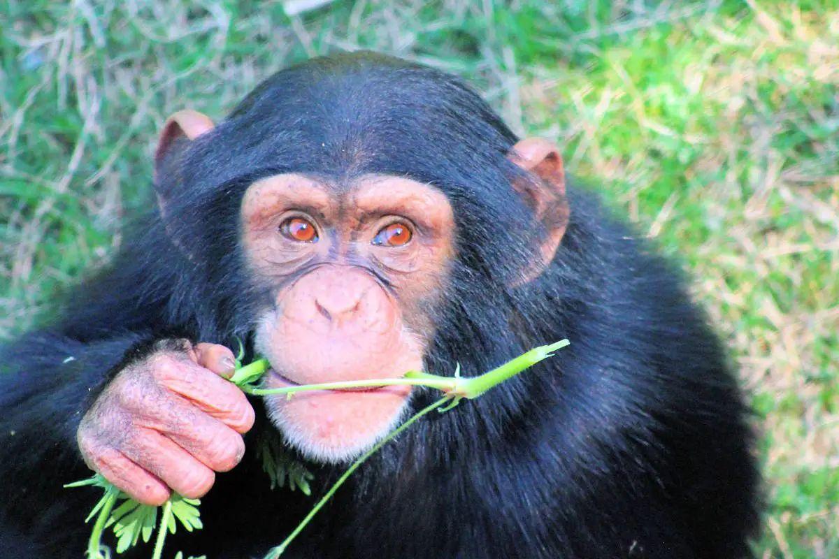 Los chimpancés ingieren considerables cantidad de alcohol