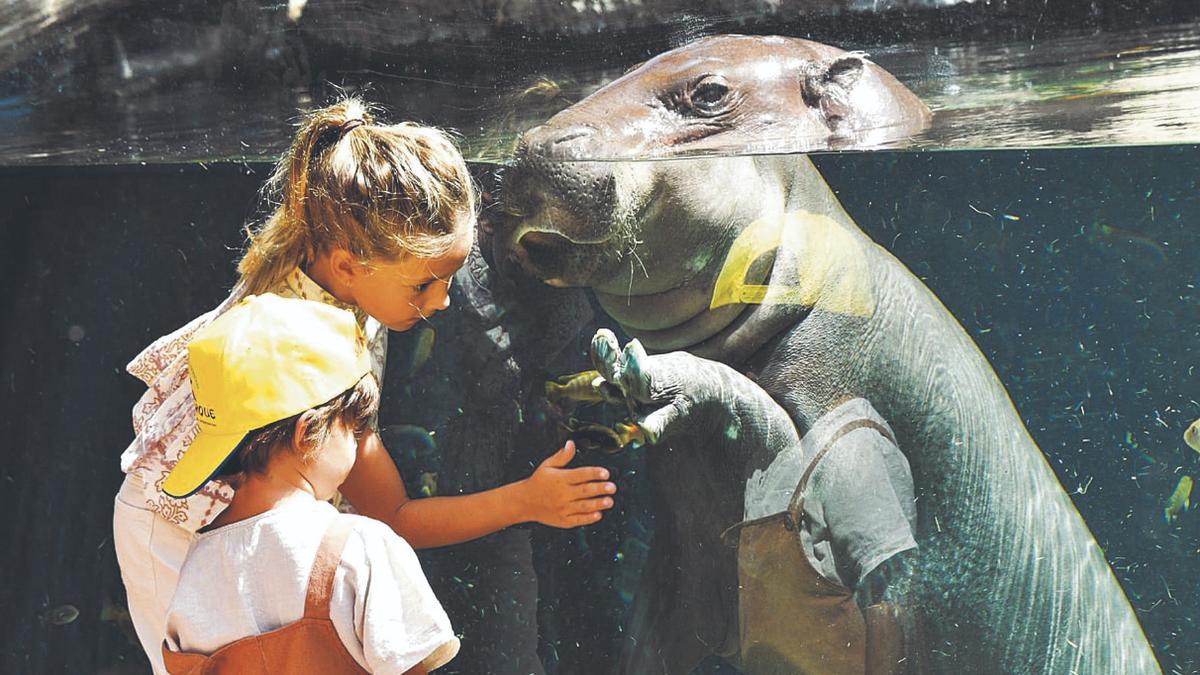 Niños disfrutan de una visita en Loro Parque.
