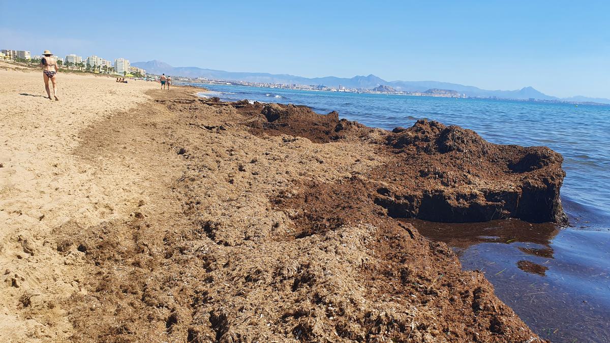 Estado que presenta el Altet, con Urbanova al fondo, en una imagen facilitada por un usuario de esta playa