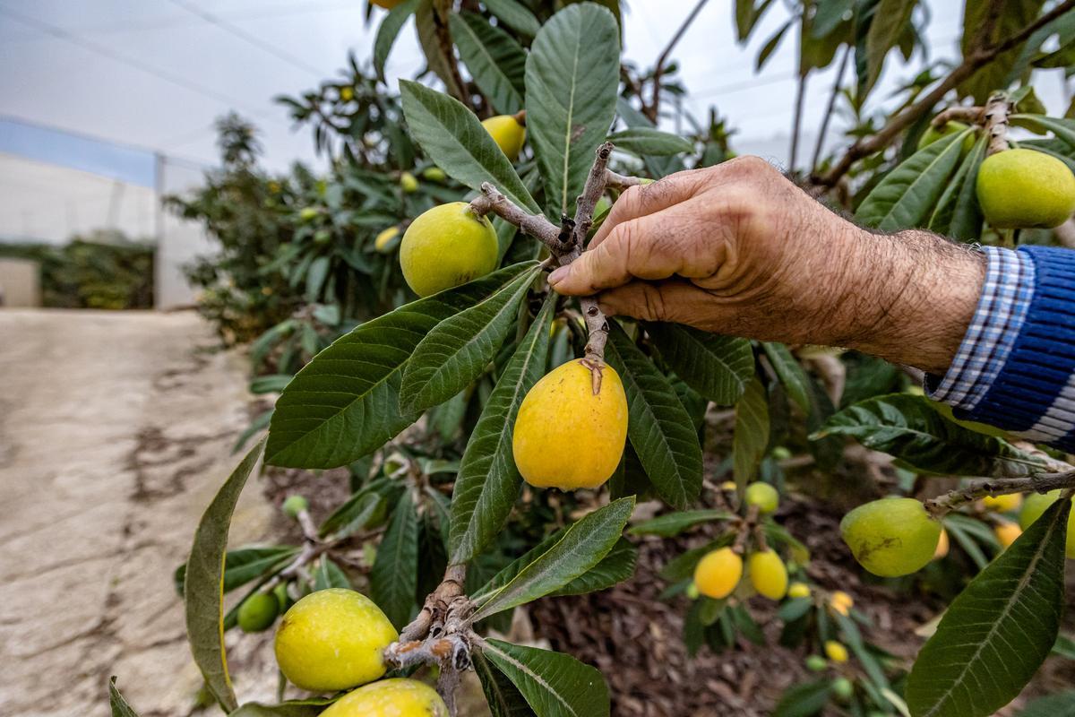 La lluvia echa a perder entre el 20 y el 25% de la cosecha de nísperos y los agricultores no cobrarán el seguro.
