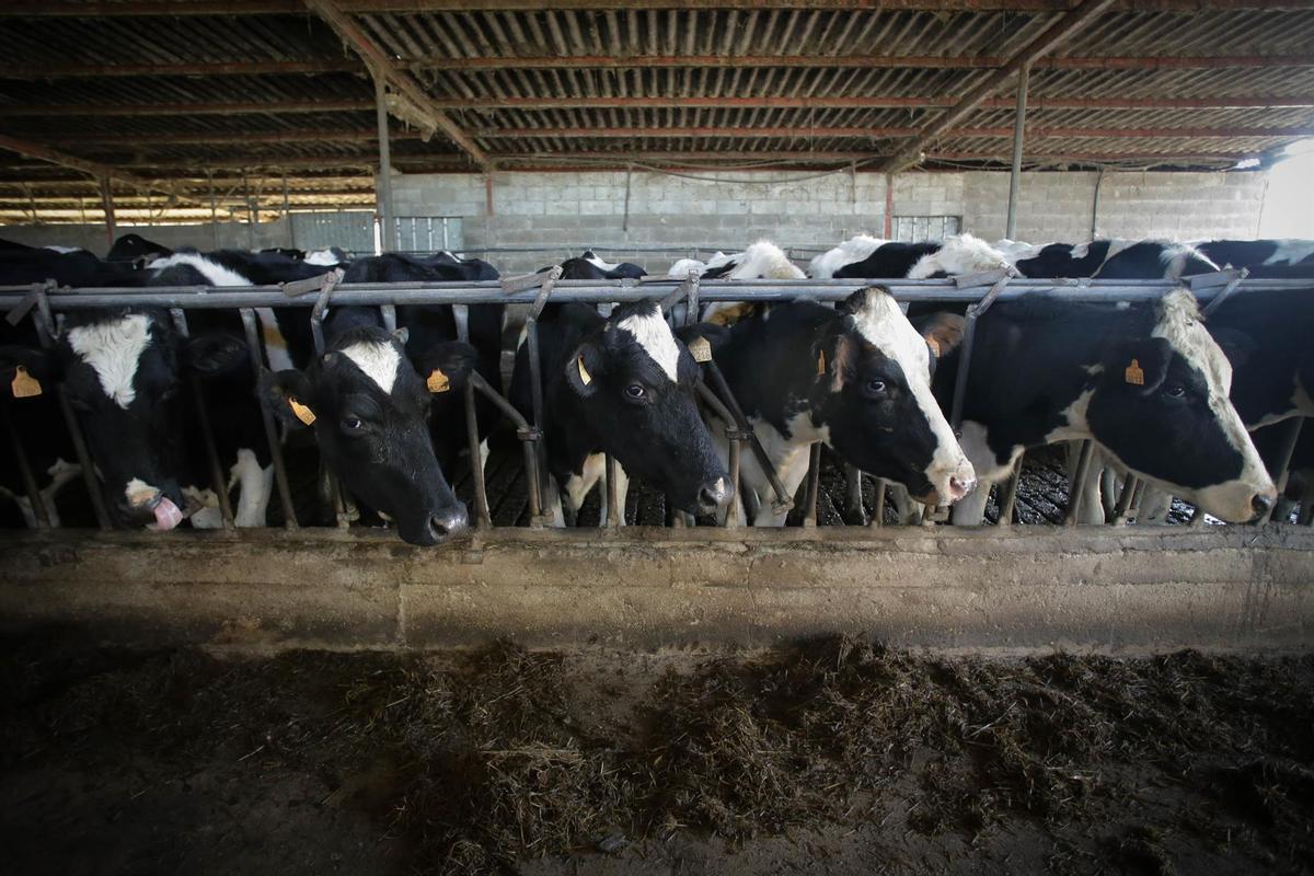 Varias vacas durante el ordeño