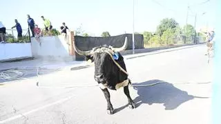 Godelleta celebra el 'bou en corda'