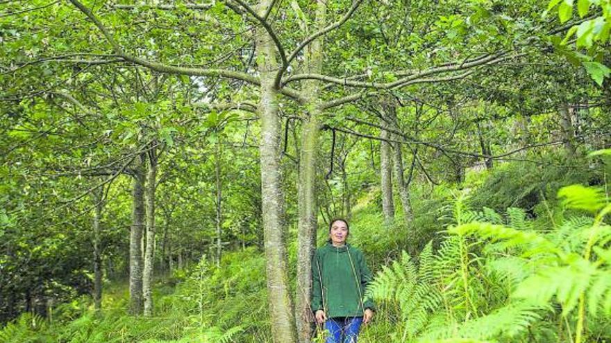 La superficie de especies frondosas, 39.000 hectáreas, triplica la de los bosques de eucalipto