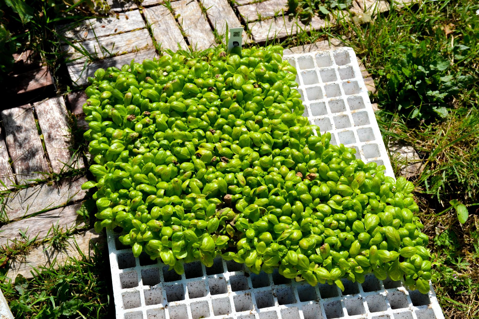 Plantas listas para enraizar en la tierra, en cuanto la pongan en ella Dolores y Fernando.