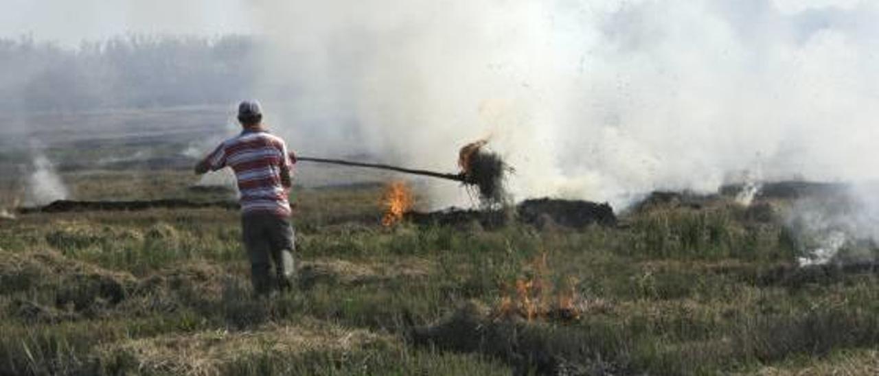 La Generalitat volverá a autorizar la quema de paja de arroz en l&#039;Albufera