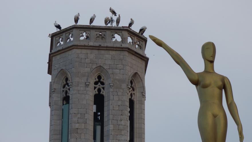 Un estol de cigonyes fa parada a Figueres