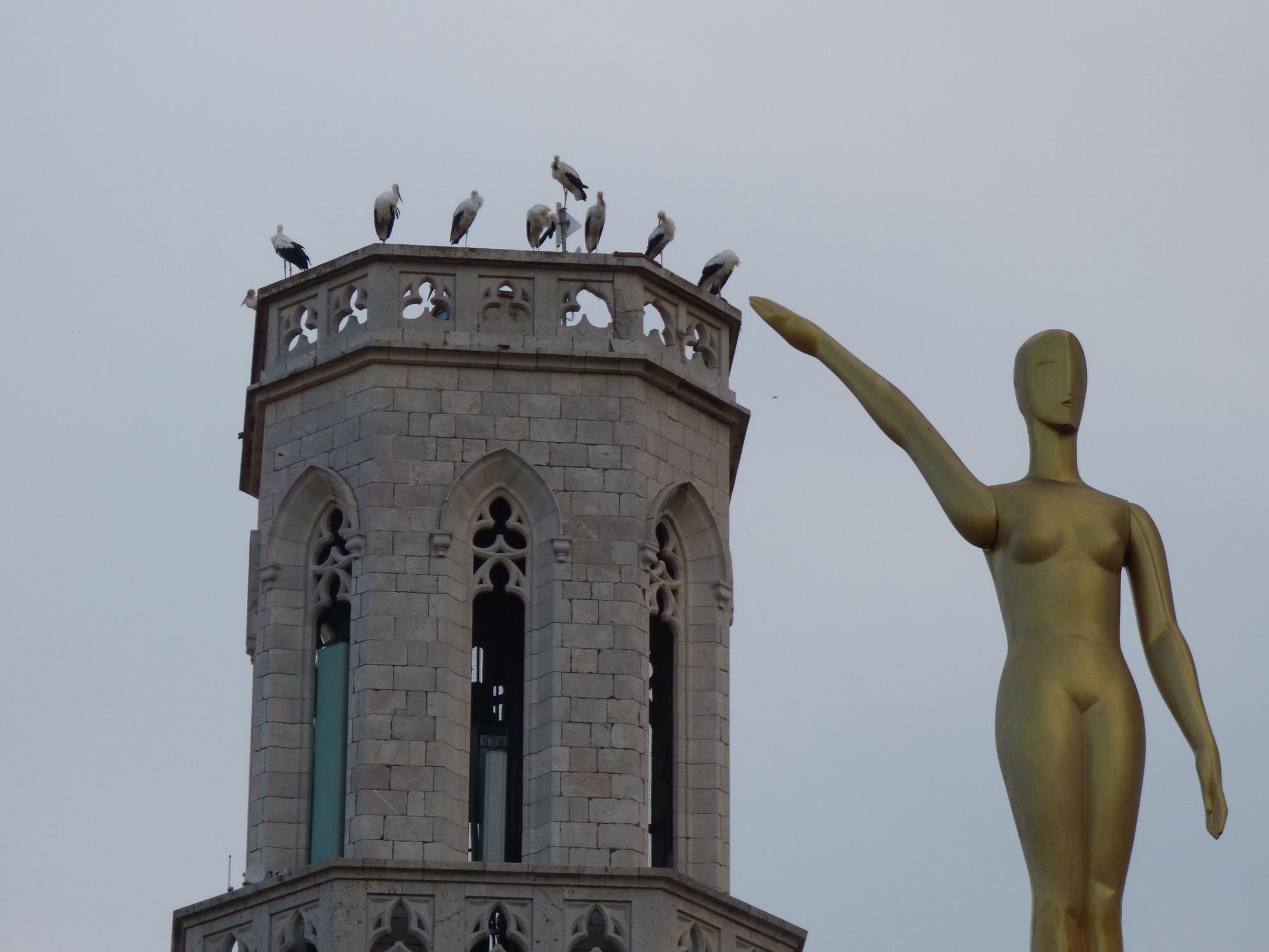 Un estol de cigonyes fa parada a Figueres