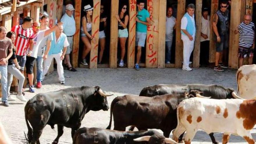Llegada de los toros con los bueyes a la plaza de Fermoselle, a rebosar de público.