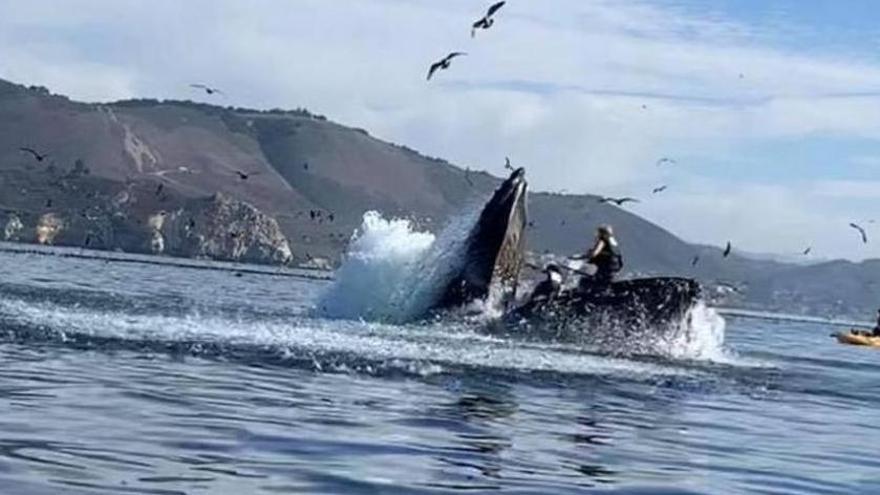 Una ballena jorobada se traga dos turistas que practicaban kayak en California y luego las escupe