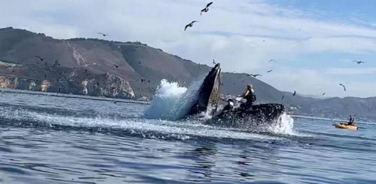 Una ballena jorobada se traga dos turistas que practicaban kayak en California y luego las escupe