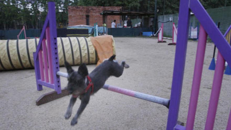 L&#039;Agility Club té les instal·lacions a l&#039;interior del parc de la Devesa des de fa uns quinze anys.