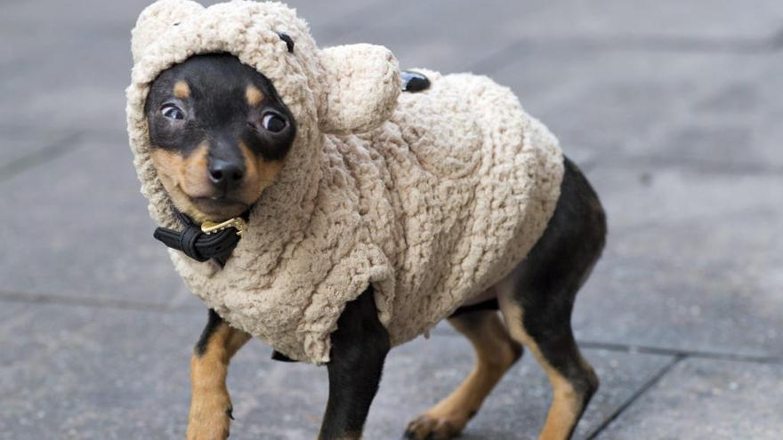 Cuida de tu mascota en invierno.