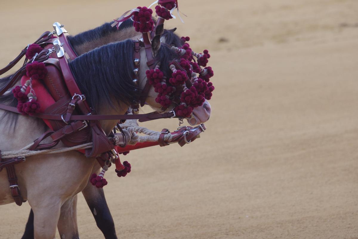 Fotos del concurso de exhibición de Enganches de Caballos Ciudad de Málaga 2026