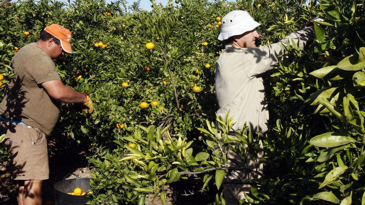 Dos trabajadores recogen naranjas en una finca citrícola.