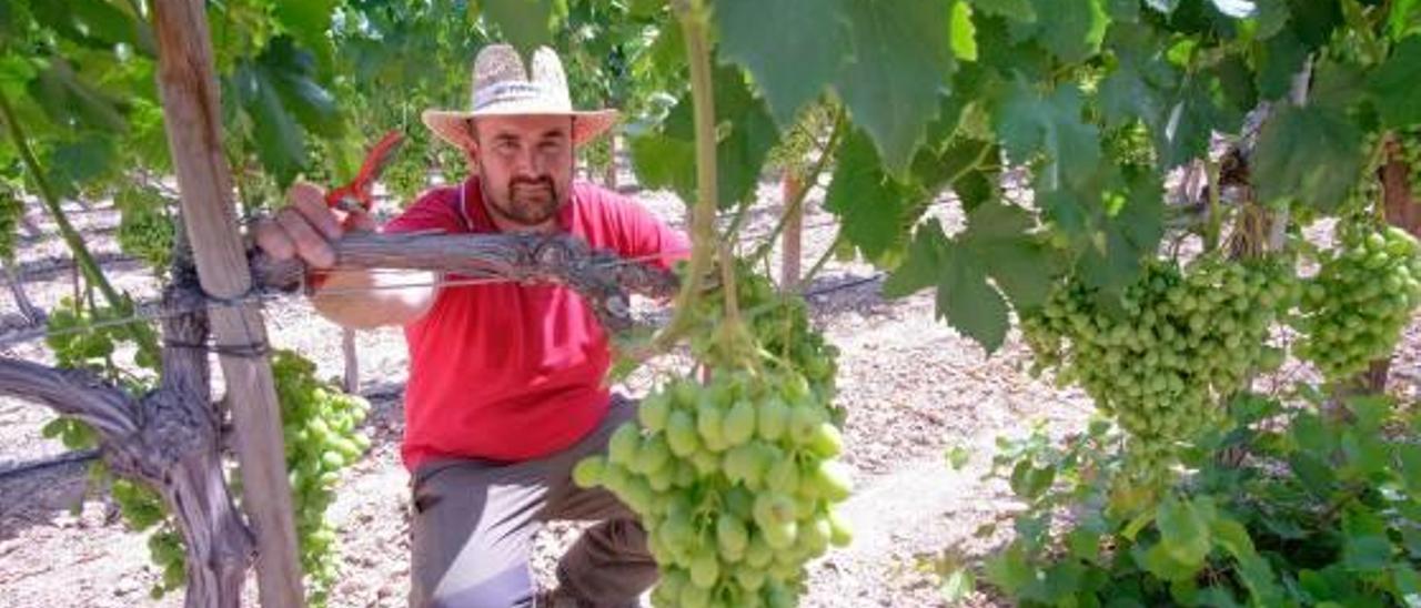 Enrique Sánchez, de 35 años, cultiva uva de mesa embolsada en Novelda