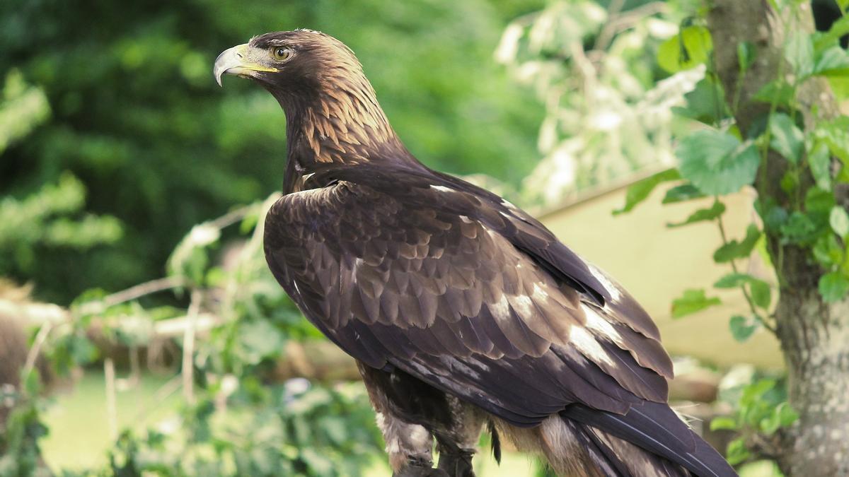 Ejemplar de águila real