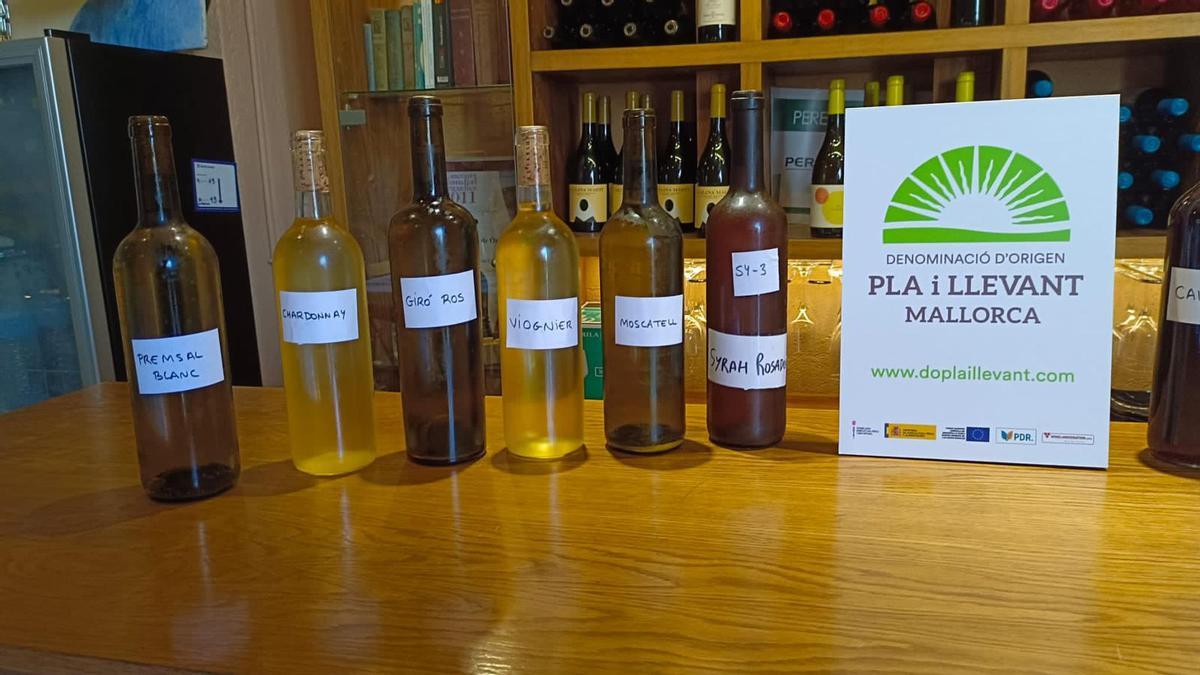 Sant Martí en Mallorca: La tradición de probar los vinos en rama