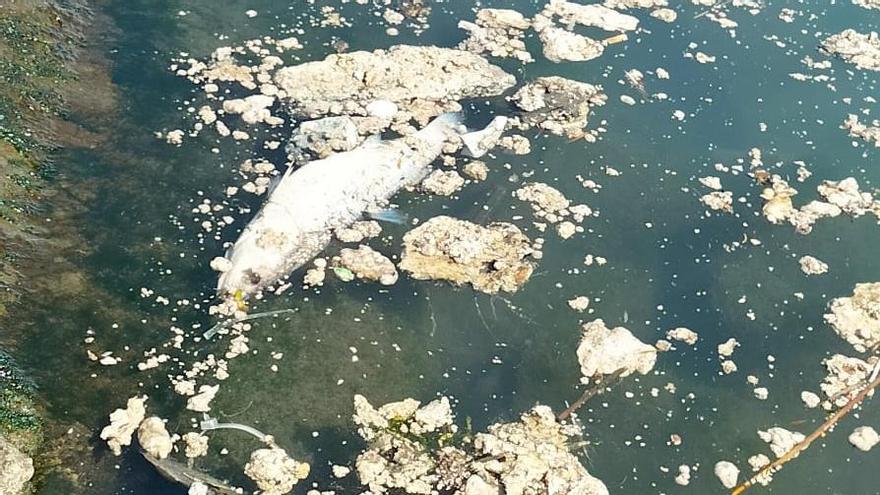 Un vertido deja peces muertos al final del cauce del Turia