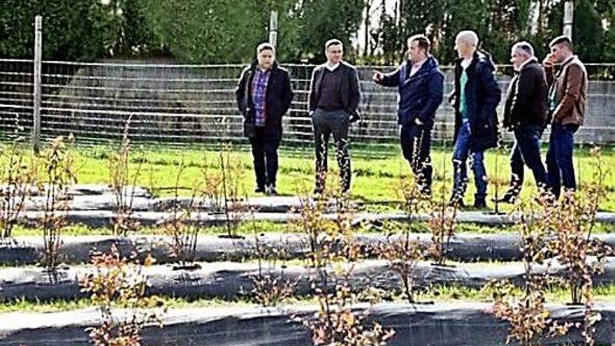 Imagen de la visita del conselleiro a la plantación de arándano en Curtis.