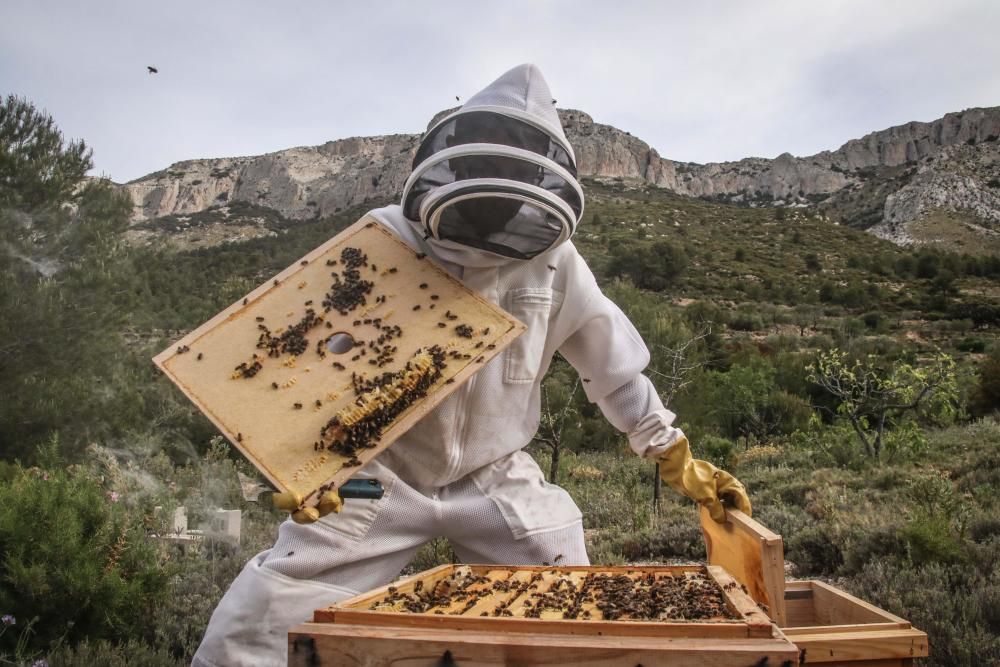 La fumigación contra la Xylella acaba con el 30% de los panales de abejas de la provincia de Alicante.