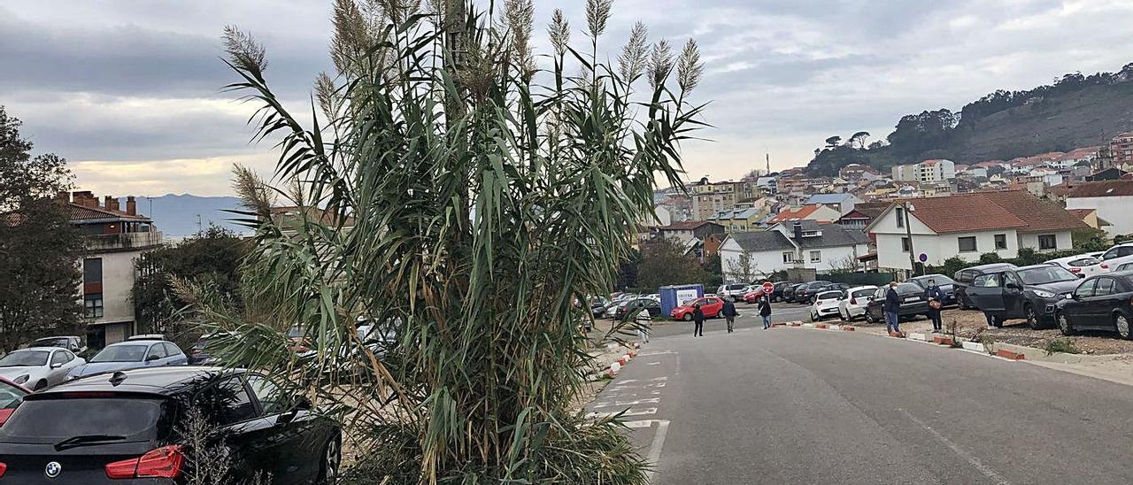 Un cañaveral en el aparcamiento. | G.N.