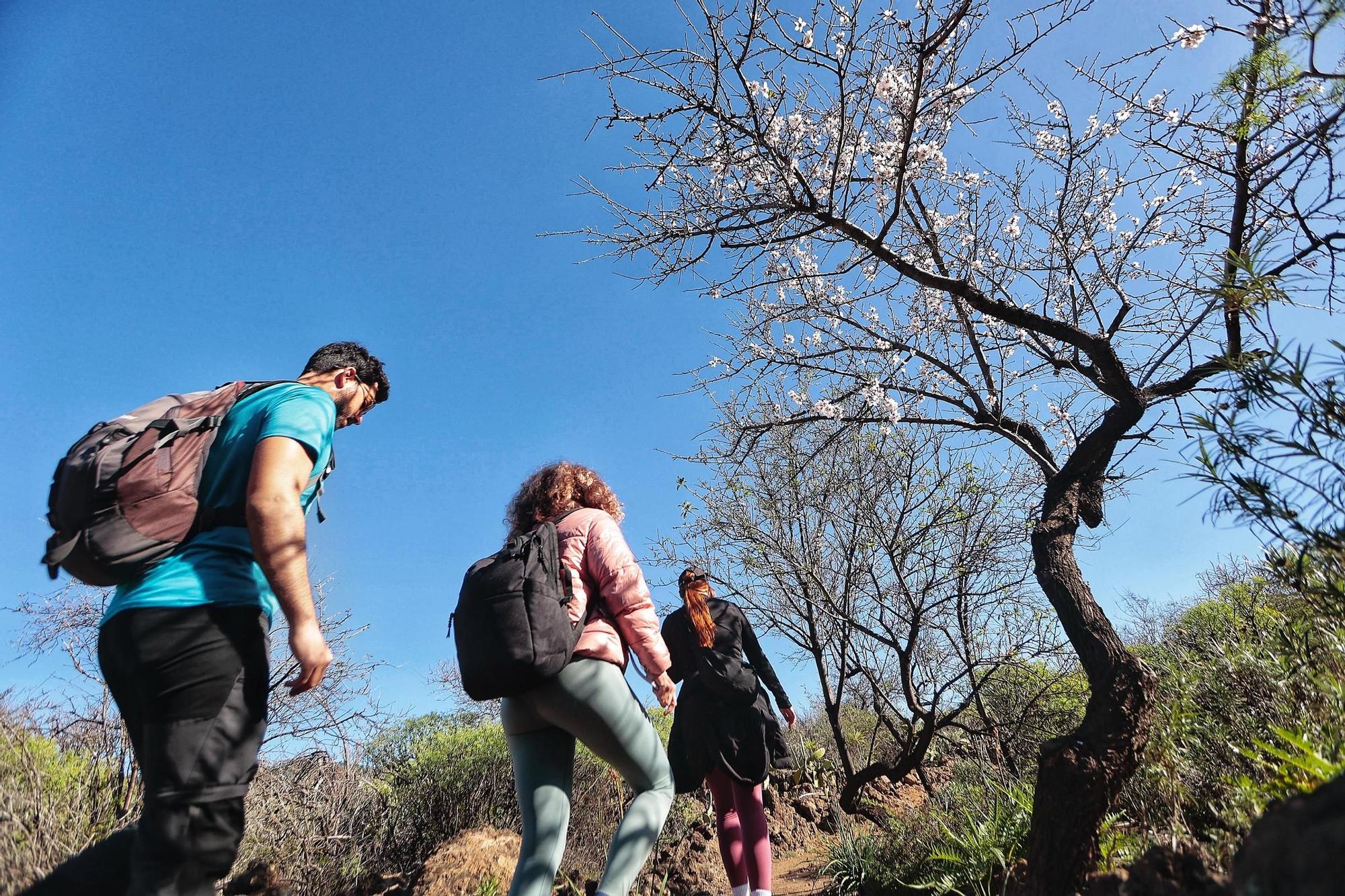 Pateos para ver el almendro en flor