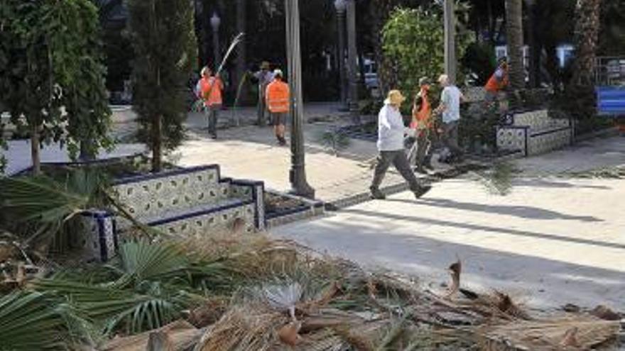 Las palmeras de la Glorieta se ponen guapas