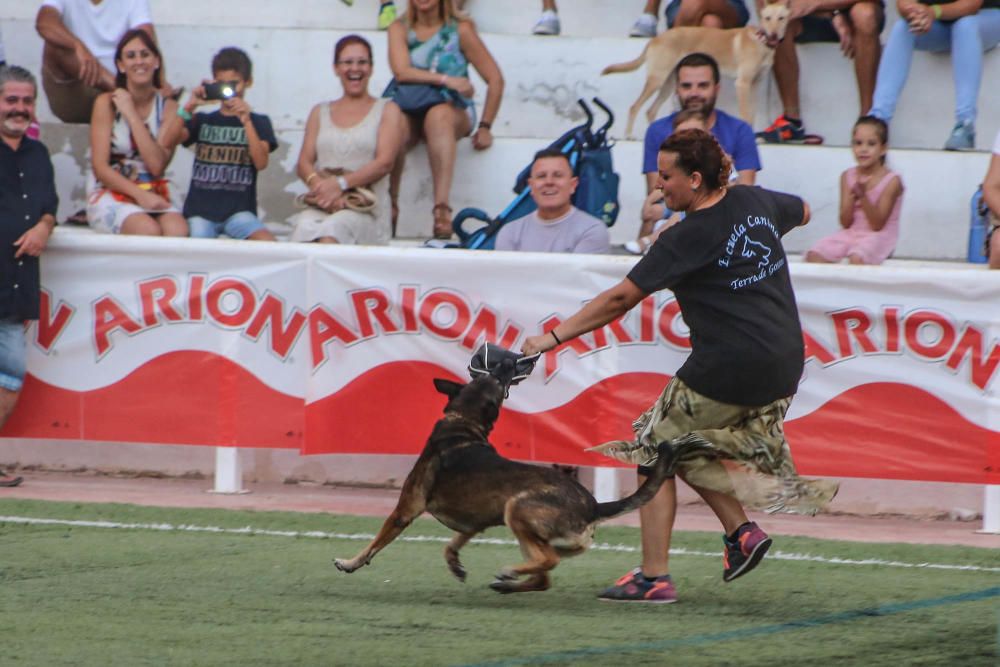 Carrera de burros y asnos y exhibición canina en D