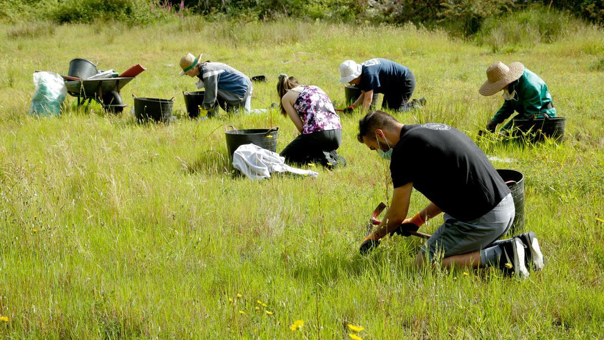 Voluntarios retiran una especie exótica en una reserva de anfibios en Coirós.