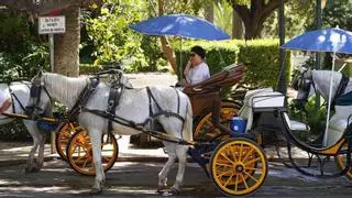 La Protectora de Animales defiende la desaparición de los coches de caballos en Málaga