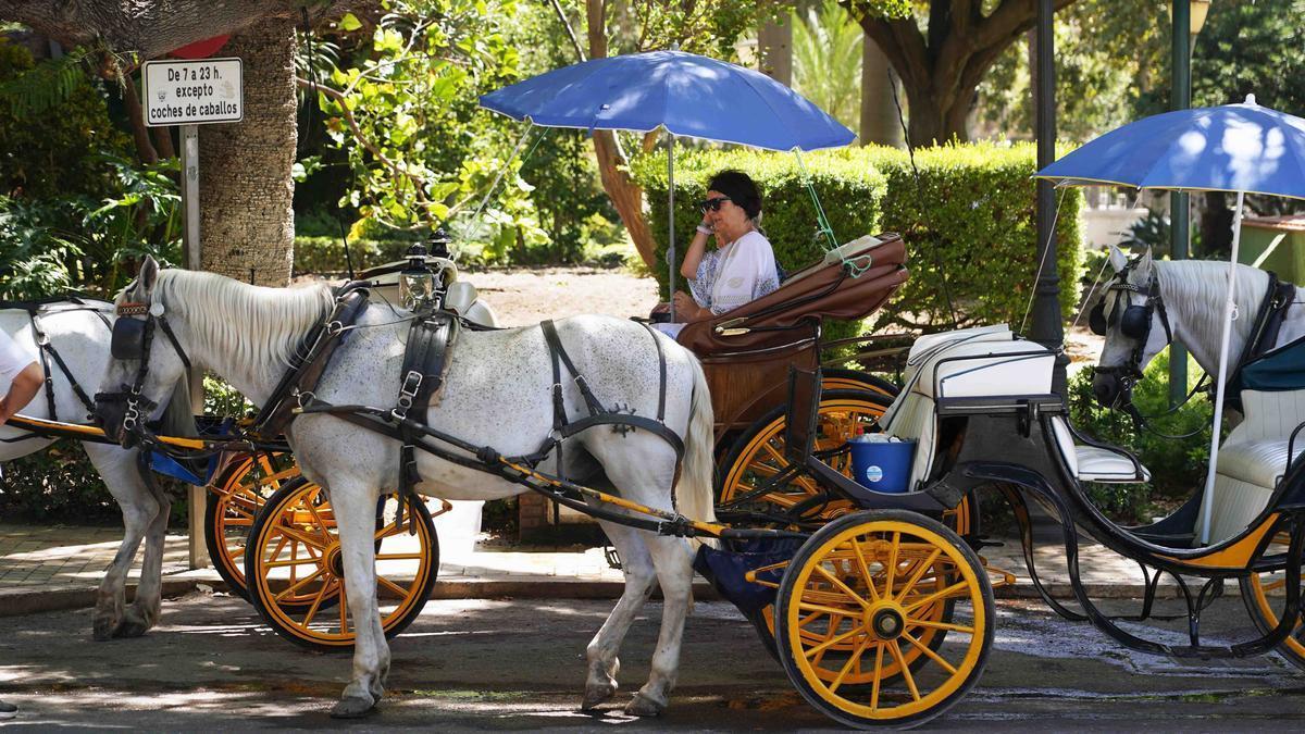 Cocheros en una parada de coches de caballos en Málaga capital.