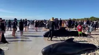 Más de 160 ballenas piloto quedan varadas en una playa australiana