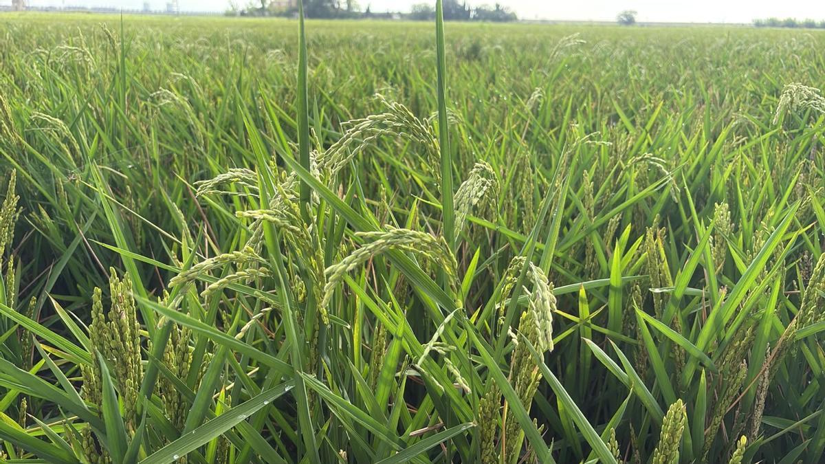 Arrozales afectados
