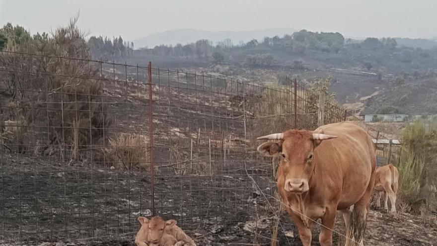 Del incendio a la sequía: las granjas afectadas por fuegos que no logran recuperarse