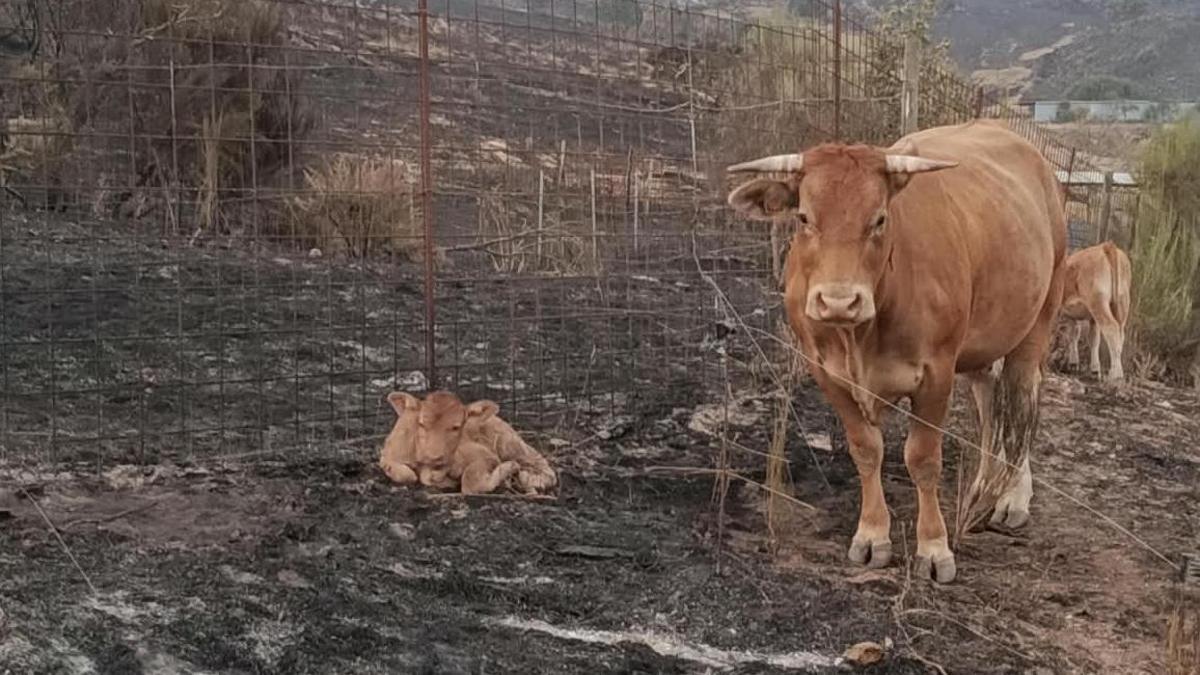 Del incendio a la sequía: las granjas afectadas por fuegos que no logran recuperarse
