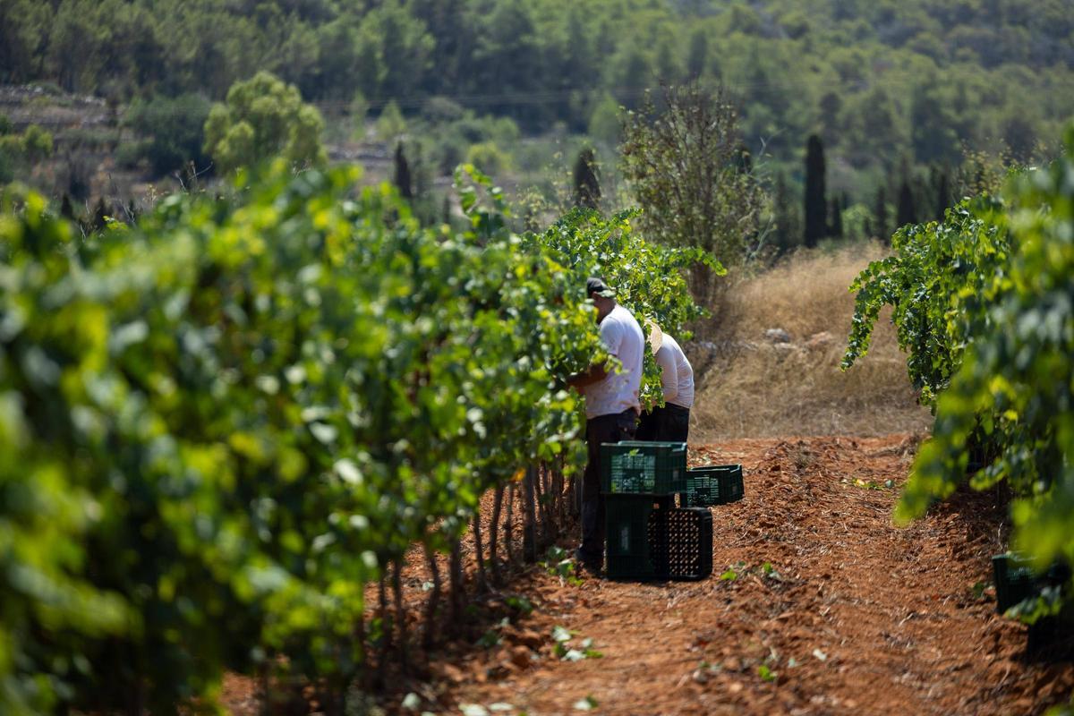 El vino de Ibiza está de enhorabuena esta añada: hasta 80.000 botellas en algunas bodegas