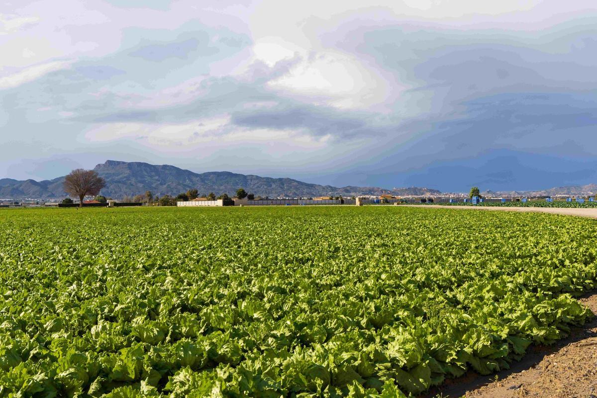 Huerta en la Región de Murcia.