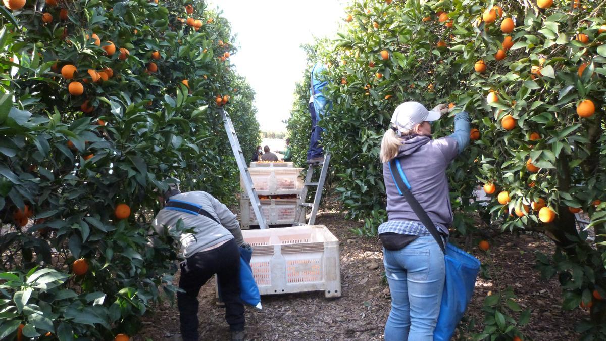 Una cuadrilla de trabajadores agrícolas durante las labores de recolección de naranja.