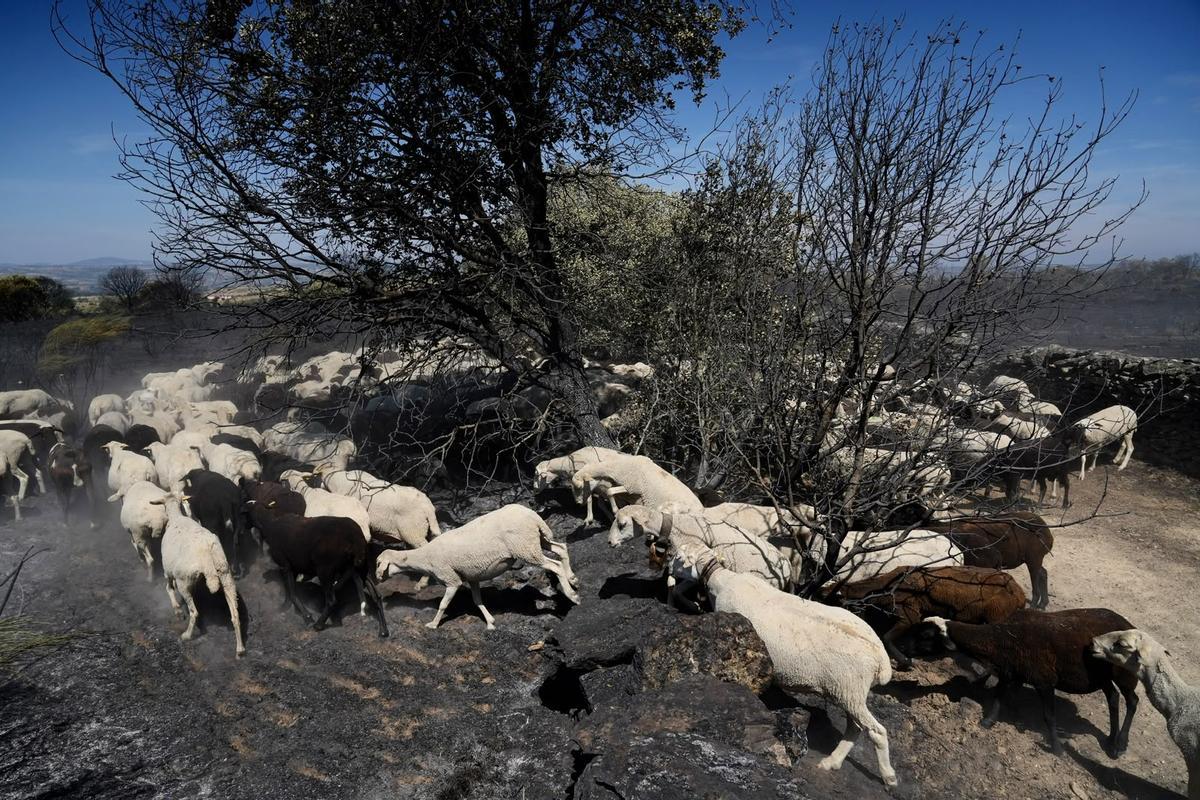 El incendio de Fermoselle arrasa los pastos.