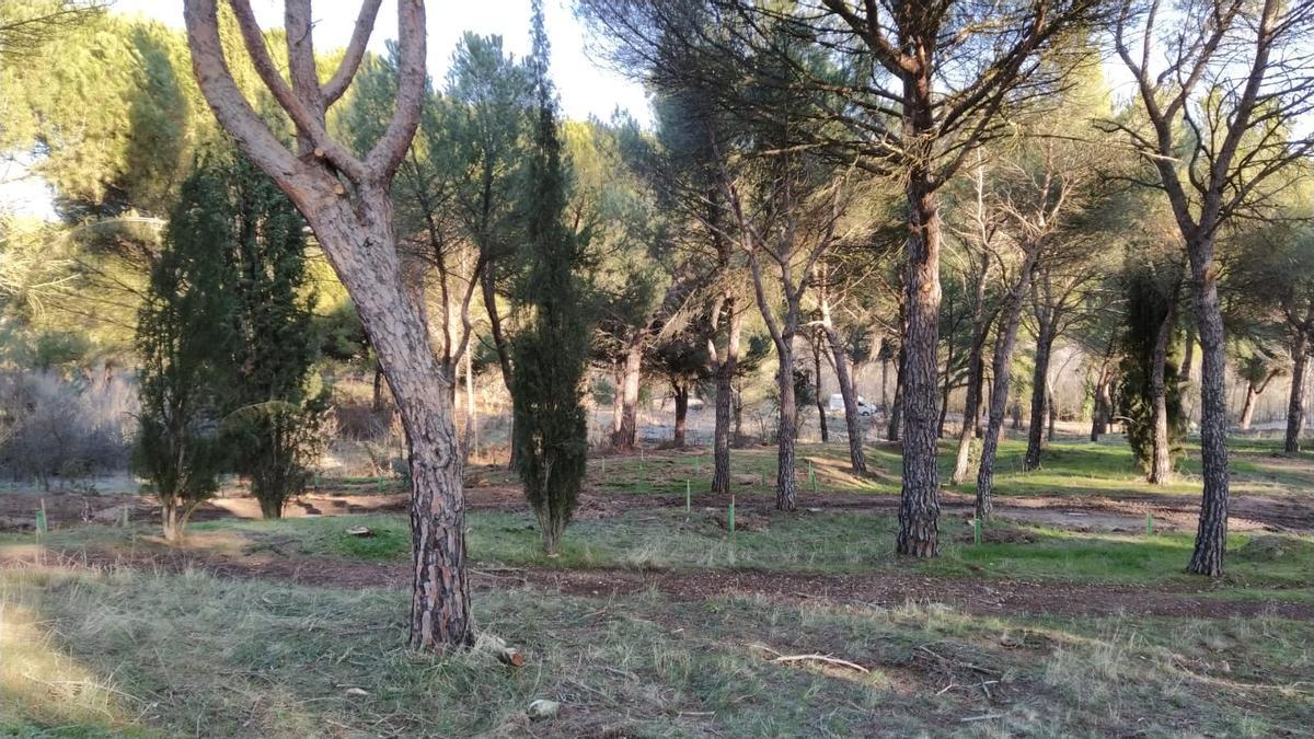 Resultados del plan Renaturaliza en el bosque de Valorio de Zamora: plantación de 4.400 árboles
