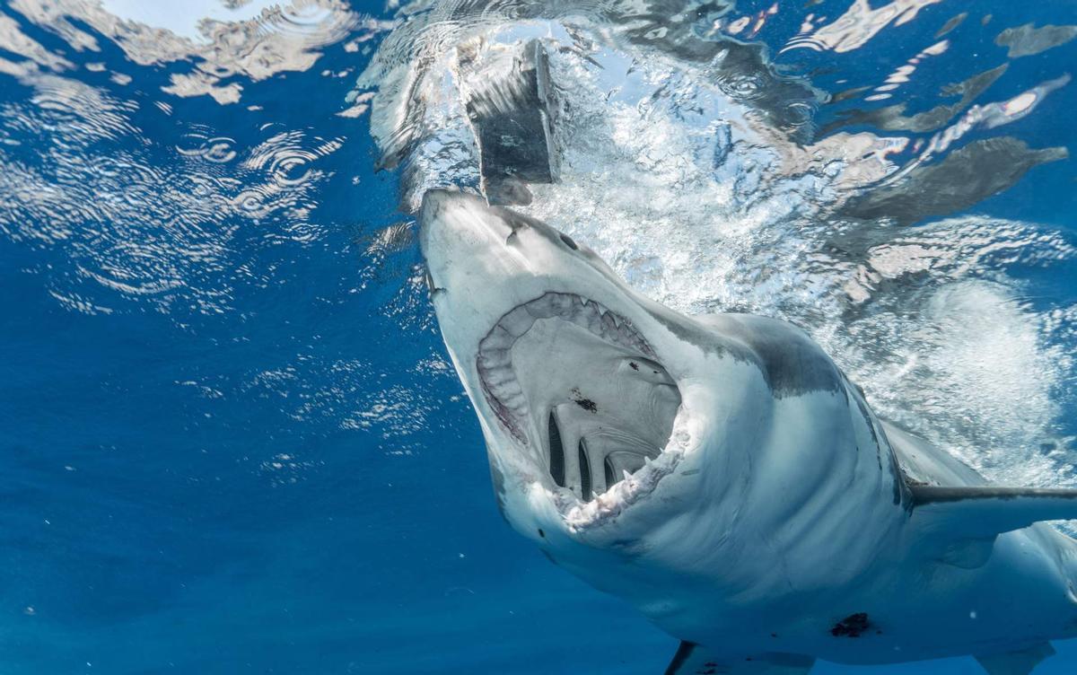 Hay presencia de tiburone en las playas de España, muchos de ellos están en el Mediterráneo.