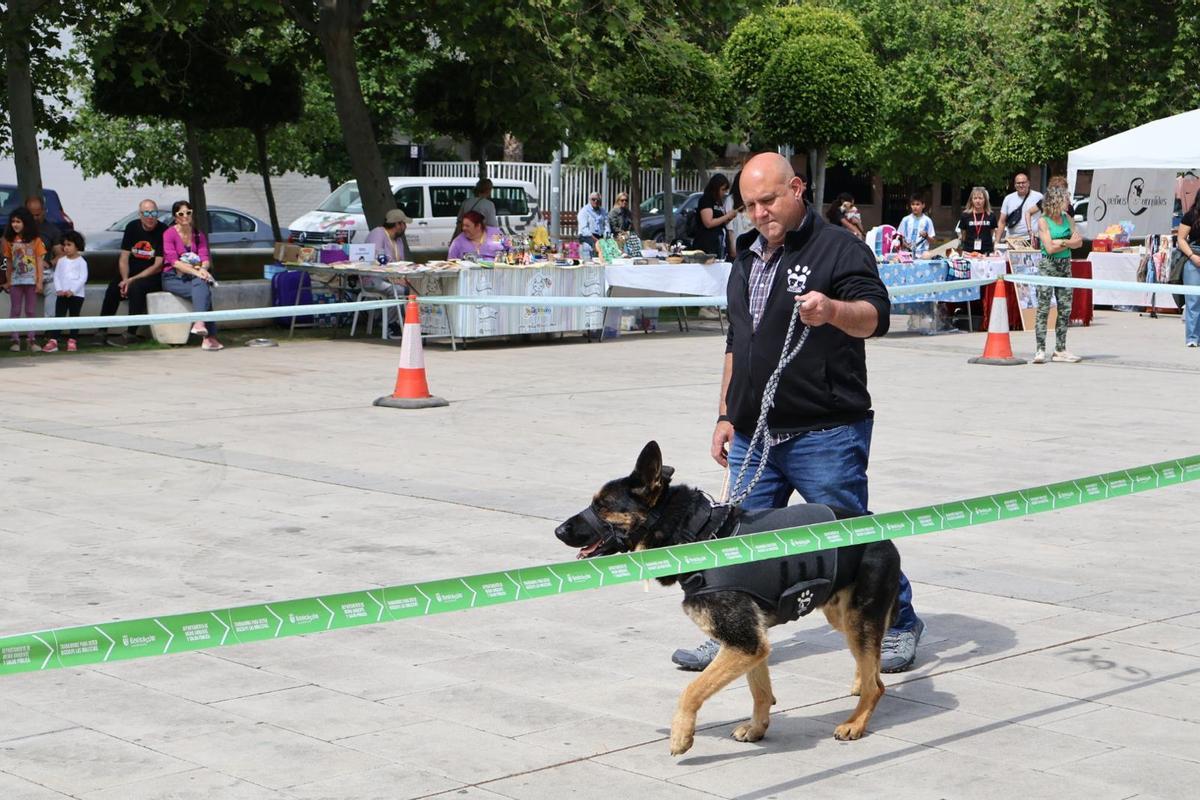 El desfile de perros ha sido uno de los actos estrella.