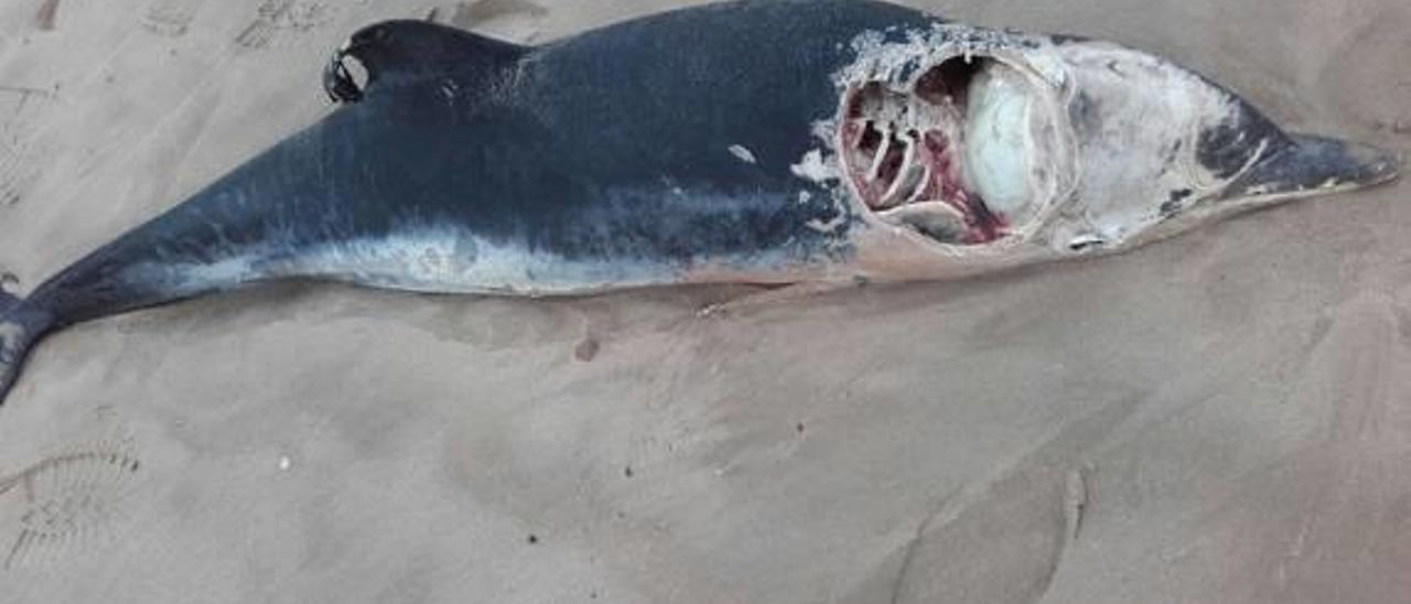 El mar arroja una cría de delfín a la playa de Daimús