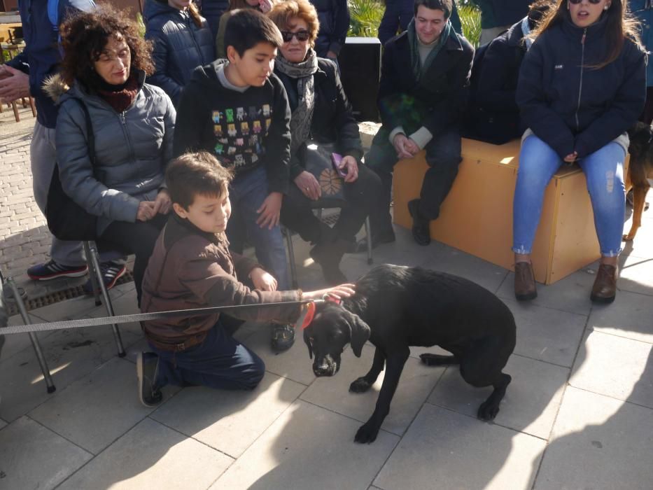 Jornada de adopción de perros en el Bioparc