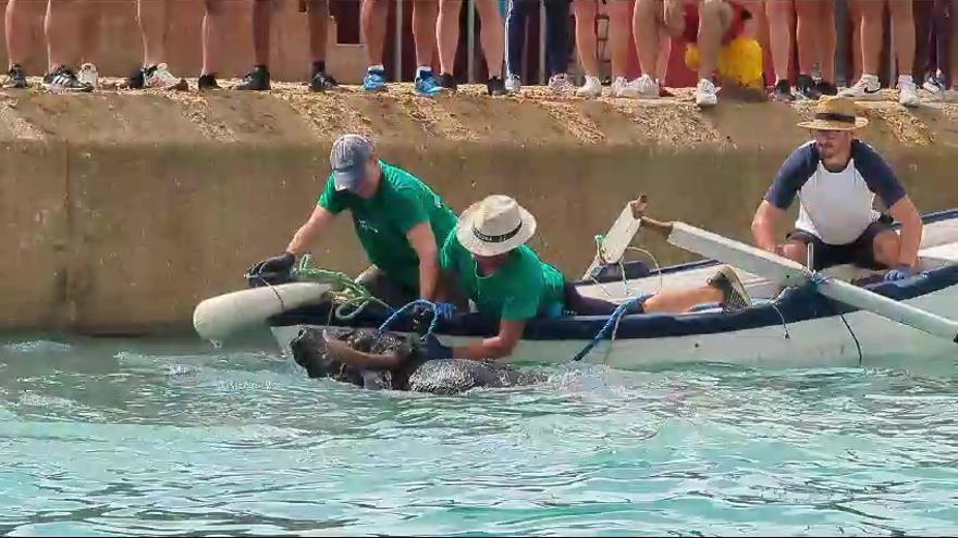 Muere un toro en los bous a la mar de Xàbia