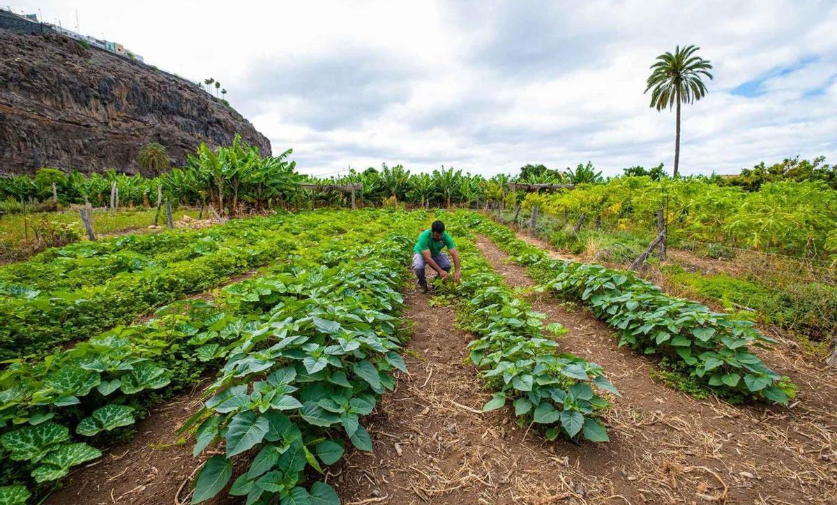 Una finca en La Gomera.
