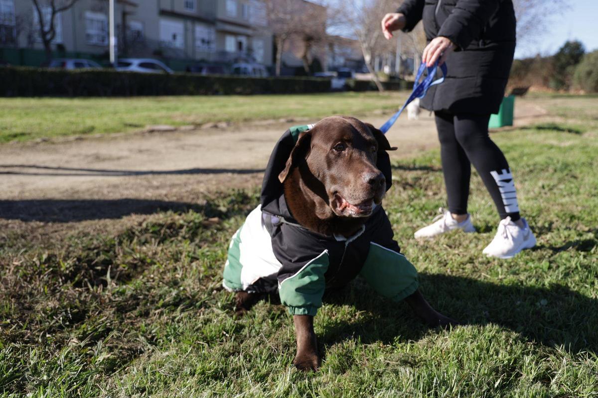 San Antón bendice a las mascotas del Residencial Universidad de Cáceres