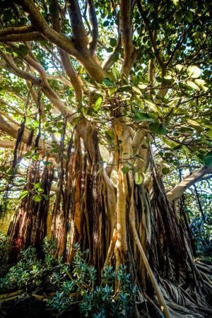 Árboles emblemáticos de Las Palmas de Gran Canaria