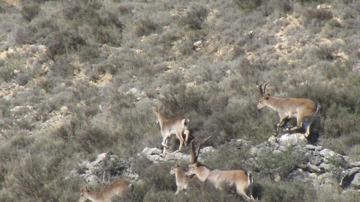 Guerra contra las cabras en un municipio de Castellón que cifra en 3.000 euros los daños en medio año